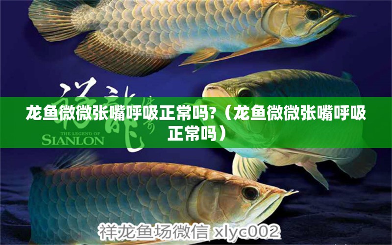 龍魚微微張嘴呼吸正常嗎?（龍魚微微張嘴呼吸正常嗎）