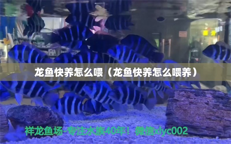 龍魚快養(yǎng)怎么喂（龍魚快養(yǎng)怎么喂養(yǎng)）