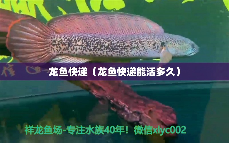 龍魚快遞（龍魚快遞能活多久） 網(wǎng)上購買觀賞魚