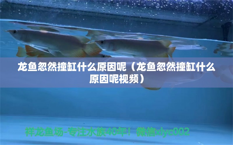 龍魚(yú)忽然撞缸什么原因呢（龍魚(yú)忽然撞缸什么原因呢視頻）