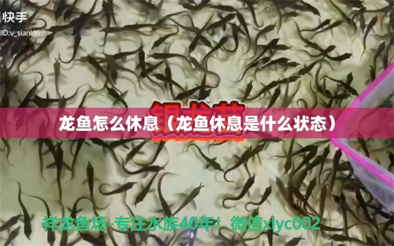 龍魚怎么休息（龍魚休息是什么狀態(tài)）