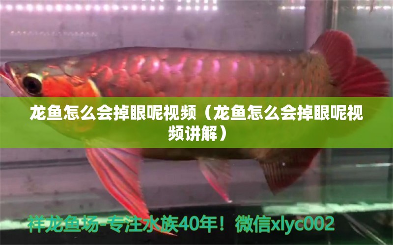 龍魚怎么會(huì)掉眼呢視頻（龍魚怎么會(huì)掉眼呢視頻講解）