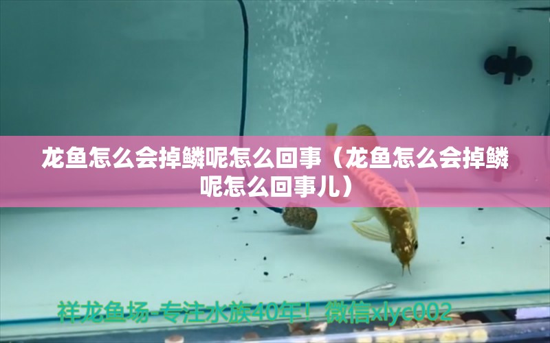 龍魚(yú)怎么會(huì)掉鱗呢怎么回事（龍魚(yú)怎么會(huì)掉鱗呢怎么回事兒）