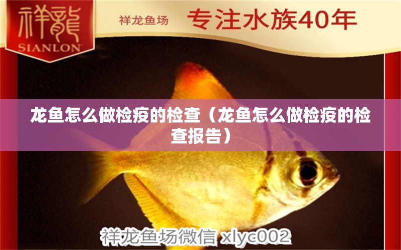 龍魚怎么做檢疫的檢查（龍魚怎么做檢疫的檢查報告）