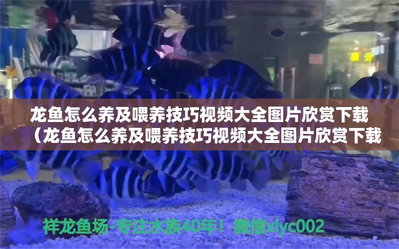 龍魚怎么養(yǎng)及喂養(yǎng)技巧視頻大全圖片欣賞下載（龍魚怎么養(yǎng)及喂養(yǎng)技巧視頻大全圖片欣賞下載） 廣州龍魚批發(fā)市場