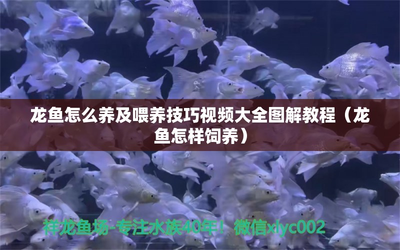 龍魚怎么養(yǎng)及喂養(yǎng)技巧視頻大全圖解教程（龍魚怎樣飼養(yǎng)）