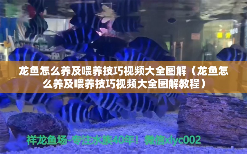 龍魚怎么養(yǎng)及喂養(yǎng)技巧視頻大全圖解（龍魚怎么養(yǎng)及喂養(yǎng)技巧視頻大全圖解教程） 廣州龍魚批發(fā)市場