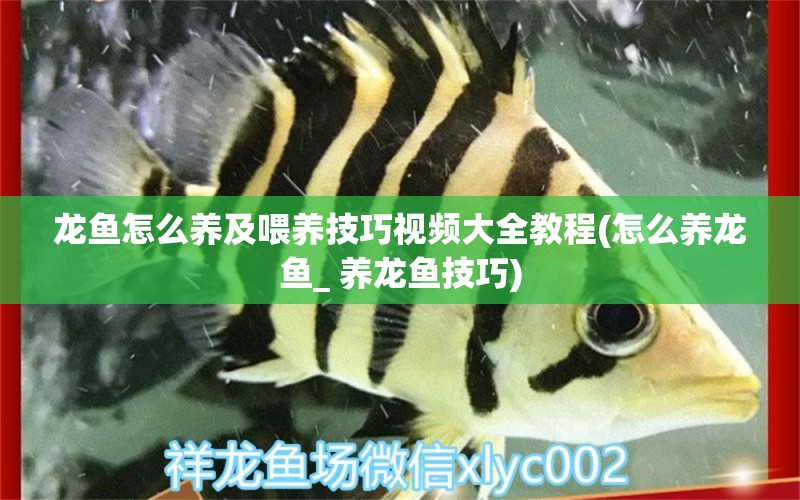 龍魚怎么養(yǎng)及喂養(yǎng)技巧視頻大全教程(怎么養(yǎng)龍魚_ 養(yǎng)龍魚技巧) 觀賞魚百科