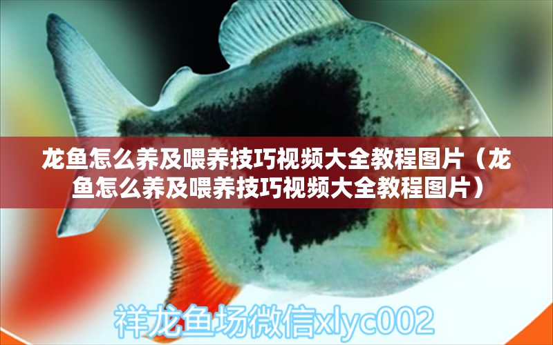 龍魚怎么養(yǎng)及喂養(yǎng)技巧視頻大全教程圖片（龍魚怎么養(yǎng)及喂養(yǎng)技巧視頻大全教程圖片） 廣州龍魚批發(fā)市場(chǎng)