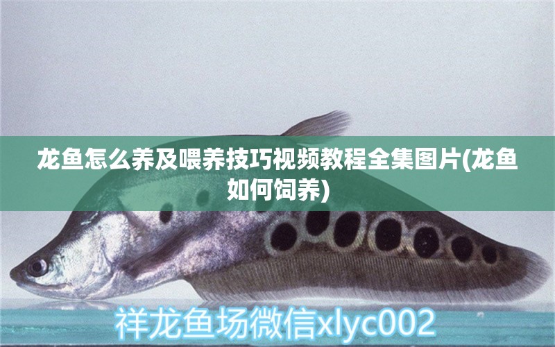 龍魚怎么養(yǎng)及喂養(yǎng)技巧視頻教程全集圖片(龍魚如何飼養(yǎng)) 鸚鵡魚