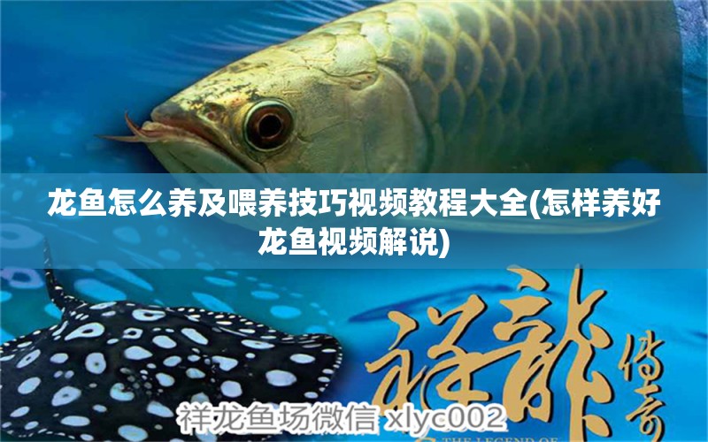 龍魚怎么養(yǎng)及喂養(yǎng)技巧視頻教程大全(怎樣養(yǎng)好龍魚視頻解說) 廣州水族器材濾材批發(fā)市場