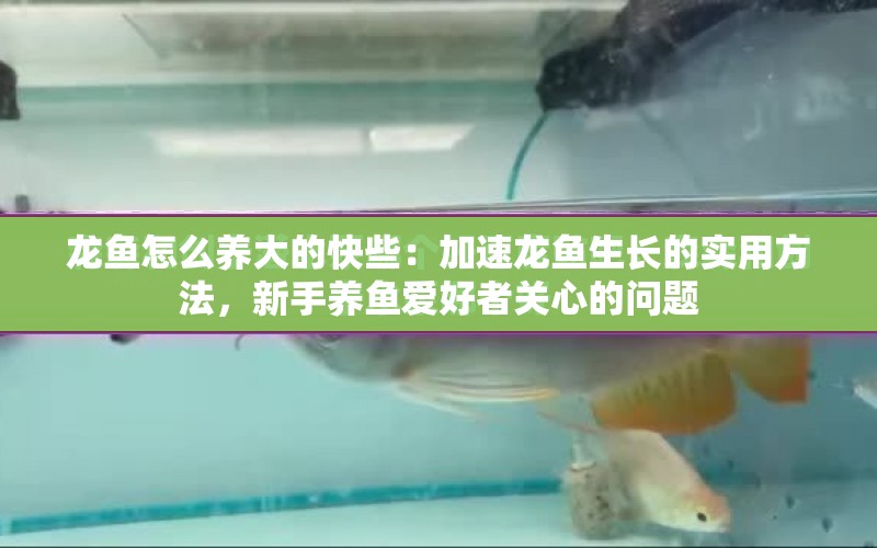 龍魚怎么養(yǎng)大的快些：加速龍魚生長(zhǎng)的實(shí)用方法，新手養(yǎng)魚愛好者關(guān)心的問題