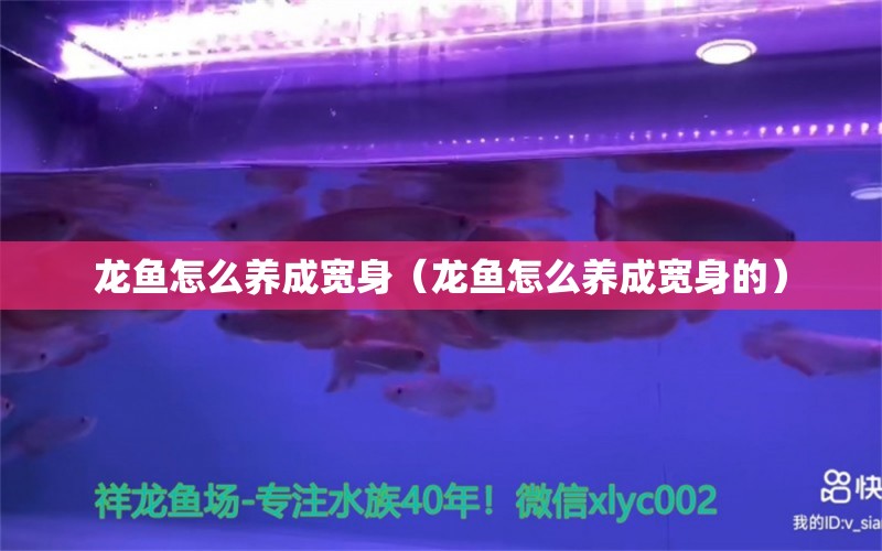 龍魚怎么養(yǎng)成寬身（龍魚怎么養(yǎng)成寬身的） 廣州龍魚批發(fā)市場