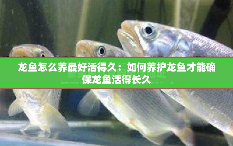 龍魚怎么養(yǎng)最好活得久：如何養(yǎng)護(hù)龍魚才能確保龍魚活得長久 水族問答 第2張