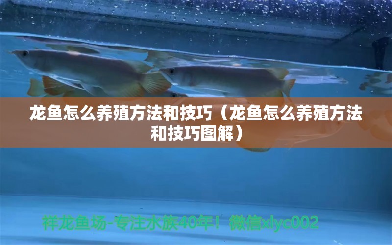 龍魚(yú)怎么養(yǎng)殖方法和技巧（龍魚(yú)怎么養(yǎng)殖方法和技巧圖解）