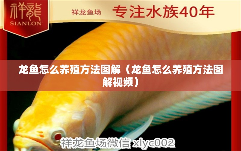 龍魚(yú)怎么養(yǎng)殖方法圖解（龍魚(yú)怎么養(yǎng)殖方法圖解視頻）