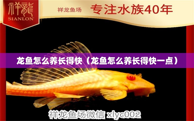 龍魚怎么養(yǎng)長(zhǎng)得快（龍魚怎么養(yǎng)長(zhǎng)得快一點(diǎn)） 廣州龍魚批發(fā)市場(chǎng)