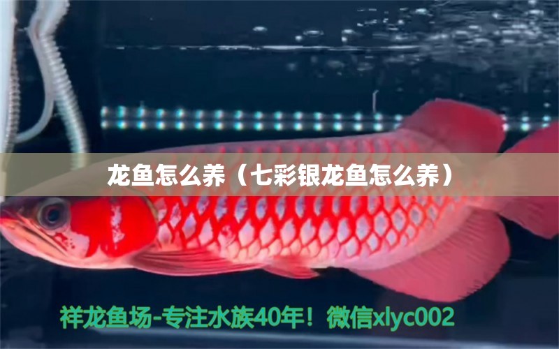 龍魚怎么養(yǎng)（七彩銀龍魚怎么養(yǎng)）