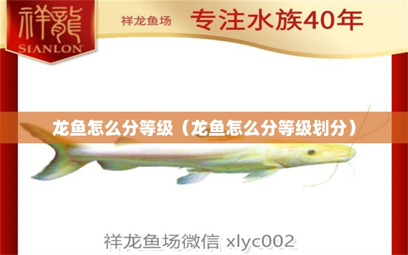 龍魚怎么分等級（龍魚怎么分等級劃分） 廣州龍魚批發(fā)市場