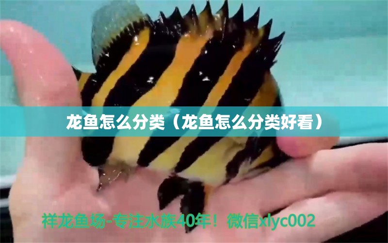 龍魚怎么分類（龍魚怎么分類好看）