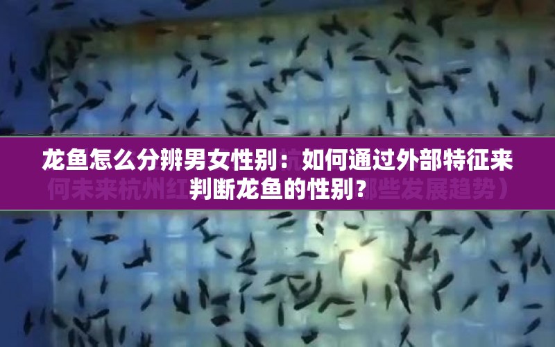 龍魚怎么分辨男女性別：如何通過外部特征來判斷龍魚的性別？