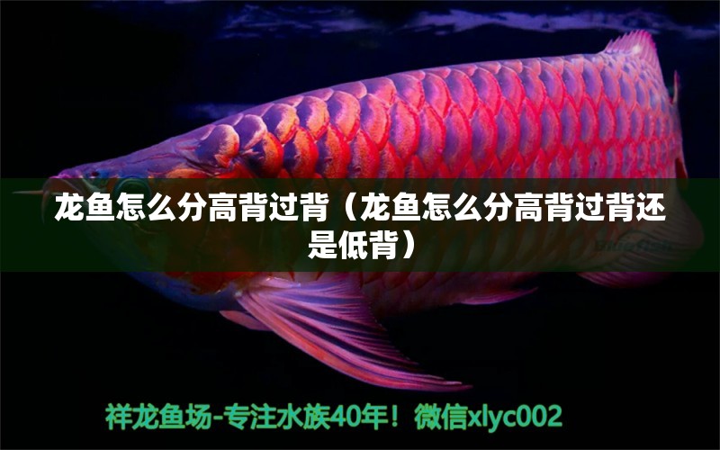 龍魚怎么分高背過背（龍魚怎么分高背過背還是低背）