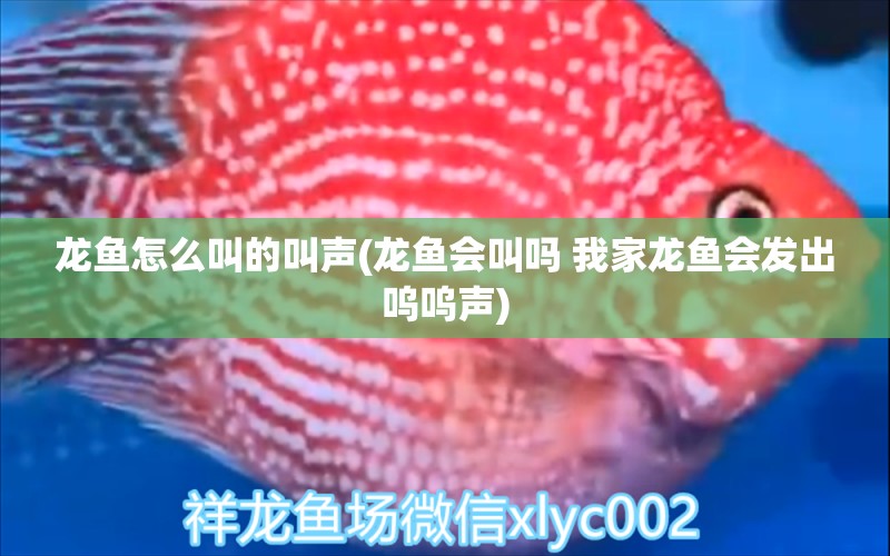 龍魚怎么叫的叫聲(龍魚會叫嗎 我家龍魚會發(fā)出嗚嗚聲) 廣州水族器材濾材批發(fā)市場