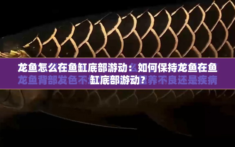 龍魚怎么在魚缸底部游動：如何保持龍魚在魚缸底部游動？ 水族問答 第2張