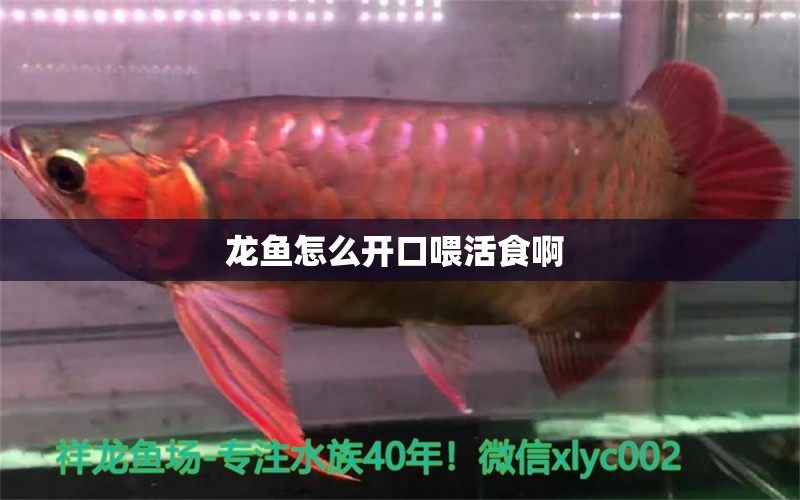 龍魚怎么開口喂活食啊  海水魚（海水魚批發(fā)）