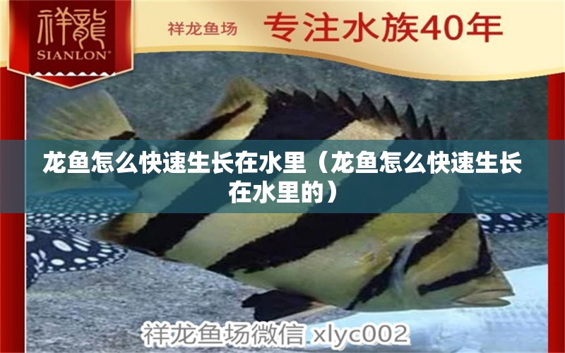 龍魚怎么快速生長在水里（龍魚怎么快速生長在水里的） 廣州龍魚批發(fā)市場