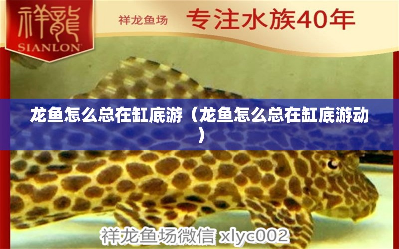 龍魚怎么總在缸底游（龍魚怎么總在缸底游動(dòng)） 廣州龍魚批發(fā)市場(chǎng)