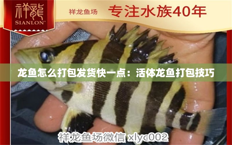 龍魚怎么打包發(fā)貨快一點：活體龍魚打包技巧 廣州水族批發(fā)市場