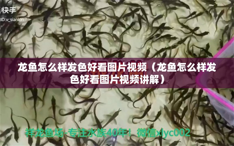 龍魚怎么樣發(fā)色好看圖片視頻（龍魚怎么樣發(fā)色好看圖片視頻講解）