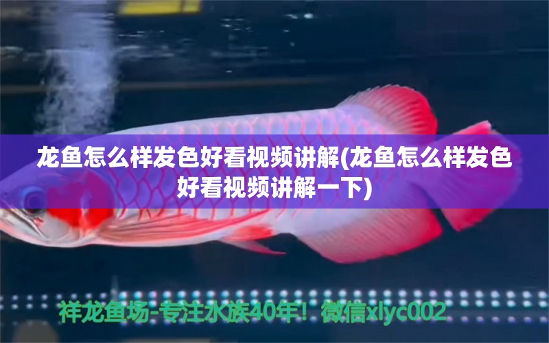 龍魚(yú)怎么樣發(fā)色好看視頻講解(龍魚(yú)怎么樣發(fā)色好看視頻講解一下) 水族維護(hù)服務(wù)（上門）