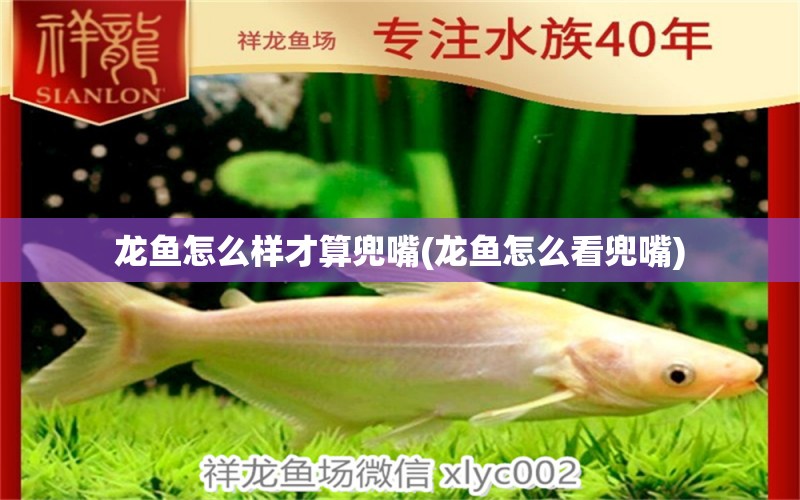 龍魚怎么樣才算兜嘴(龍魚怎么看兜嘴)