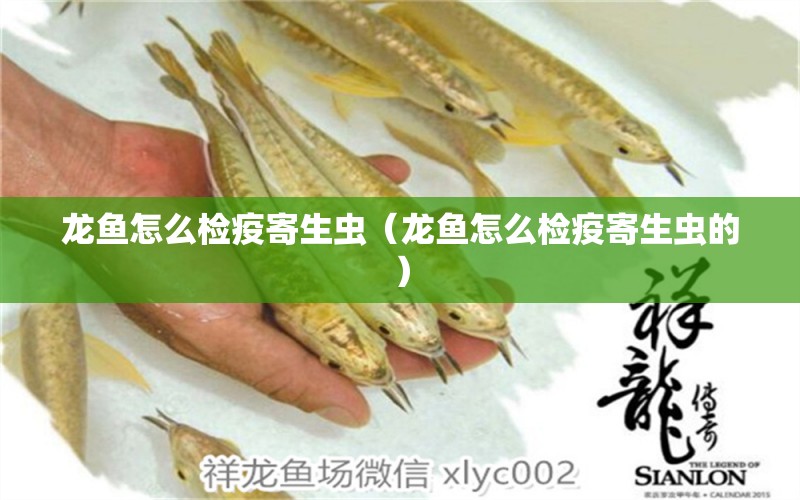 龍魚(yú)怎么檢疫寄生蟲(chóng)（龍魚(yú)怎么檢疫寄生蟲(chóng)的） 黑白雙星