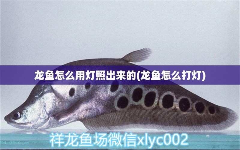 龍魚(yú)怎么用燈照出來(lái)的(龍魚(yú)怎么打燈) 高背金龍魚(yú)