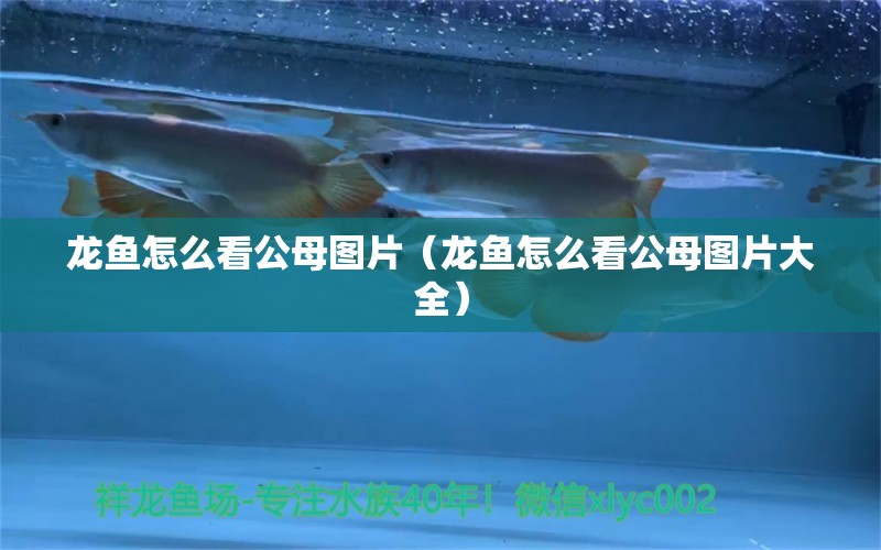 龍魚怎么看公母圖片（龍魚怎么看公母圖片大全）