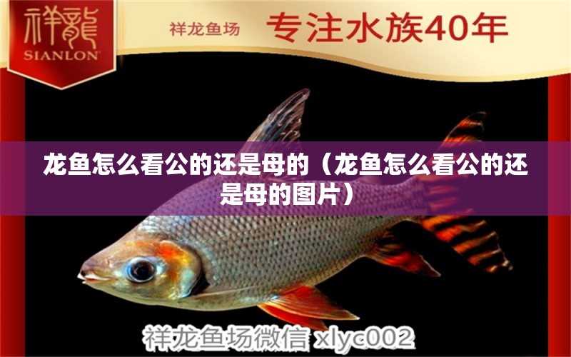 龍魚(yú)怎么看公的還是母的（龍魚(yú)怎么看公的還是母的圖片）