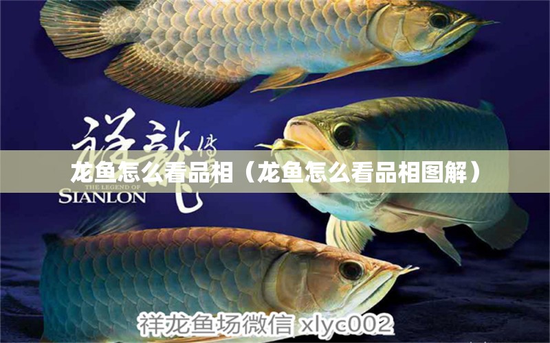 龍魚怎么看品相（龍魚怎么看品相圖解） 紅老虎魚