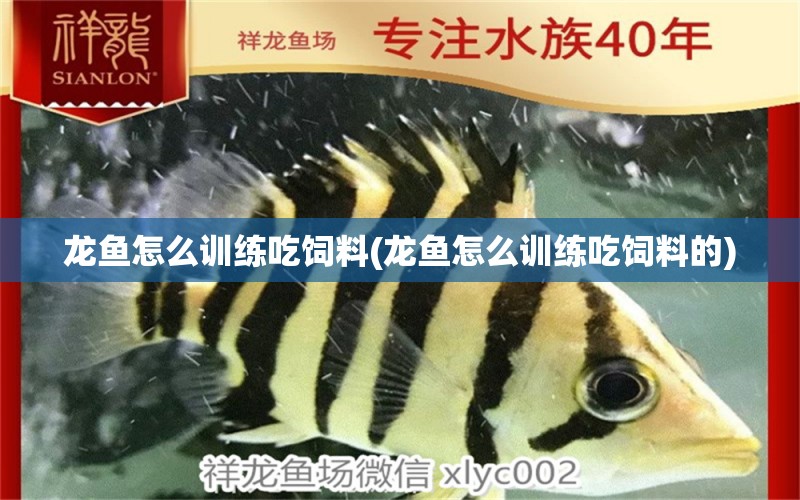 龍魚怎么訓(xùn)練吃飼料(龍魚怎么訓(xùn)練吃飼料的) 泰龐海蓮魚 第1張