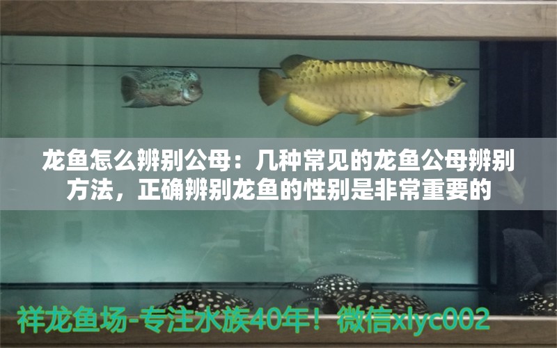 龍魚怎么辨別公母：幾種常見的龍魚公母辨別方法，正確辨別龍魚的性別是非常重要的 龍魚百科 第2張