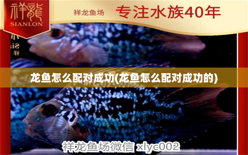 龍魚怎么配對成功(龍魚怎么配對成功的) 斑馬狗頭魚