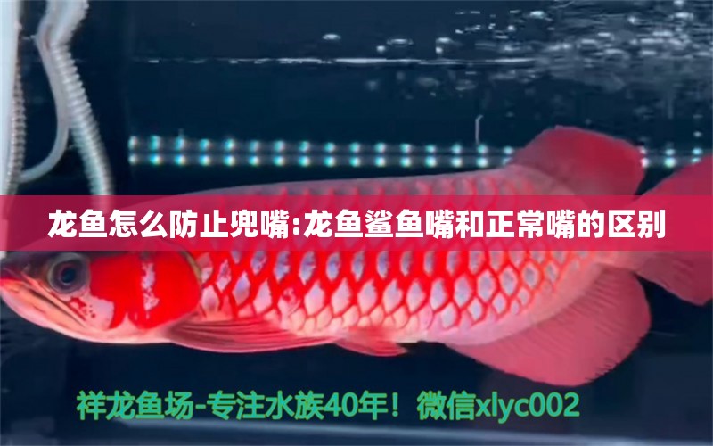 龍魚怎么防止兜嘴:龍魚鯊魚嘴和正常嘴的區(qū)別