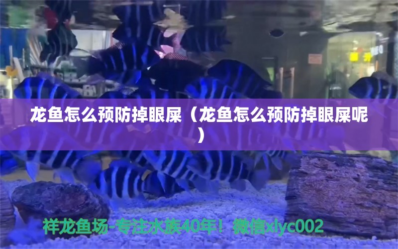 龍魚怎么預防掉眼屎（龍魚怎么預防掉眼屎呢） 廣州龍魚批發(fā)市場