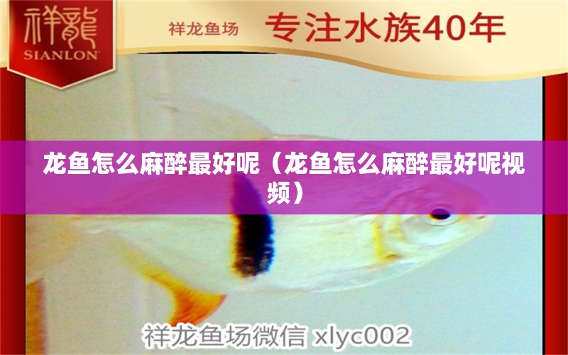 龍魚(yú)怎么麻醉最好呢（龍魚(yú)怎么麻醉最好呢視頻） 龍魚(yú)麻藥（祥龍Nika）