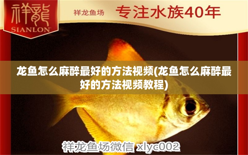 龍魚怎么麻醉最好的方法視頻(龍魚怎么麻醉最好的方法視頻教程)