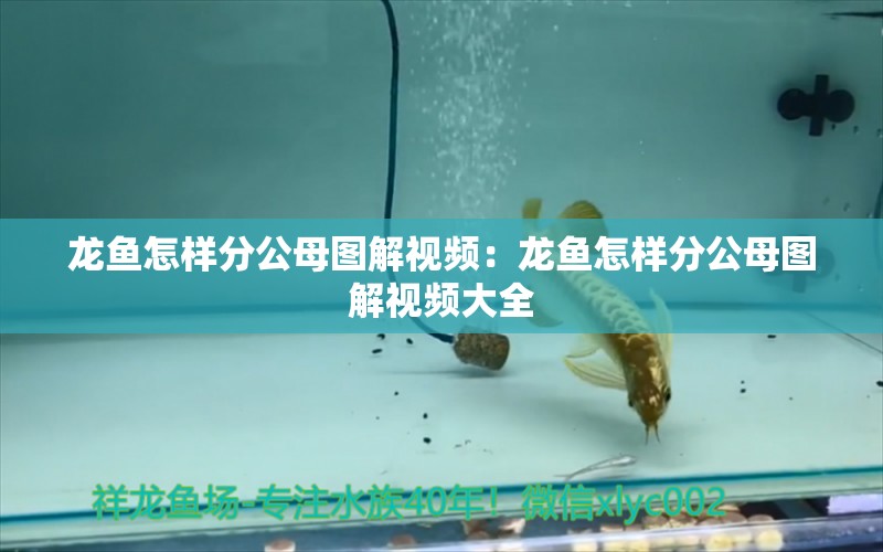 龍魚怎樣分公母圖解視頻：龍魚怎樣分公母圖解視頻大全