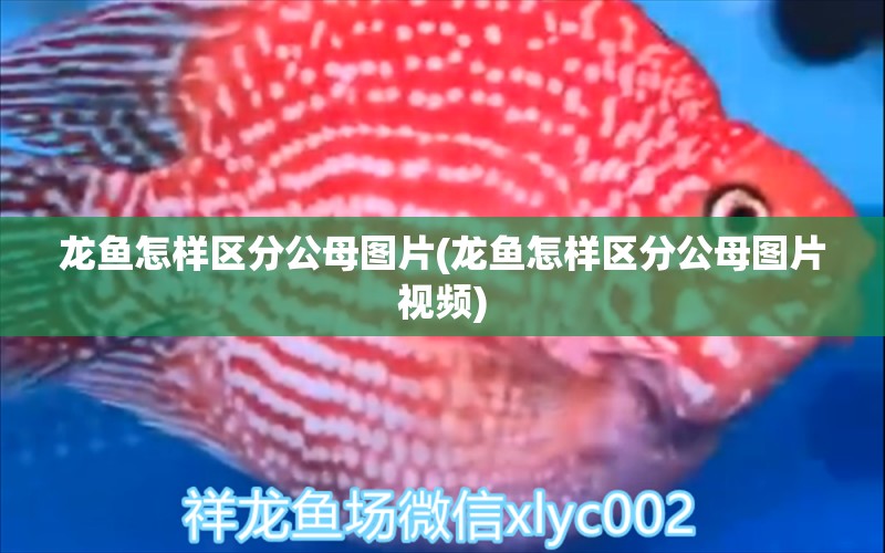 龍魚怎樣區(qū)分公母圖片(龍魚怎樣區(qū)分公母圖片視頻) 細線銀版魚 第1張