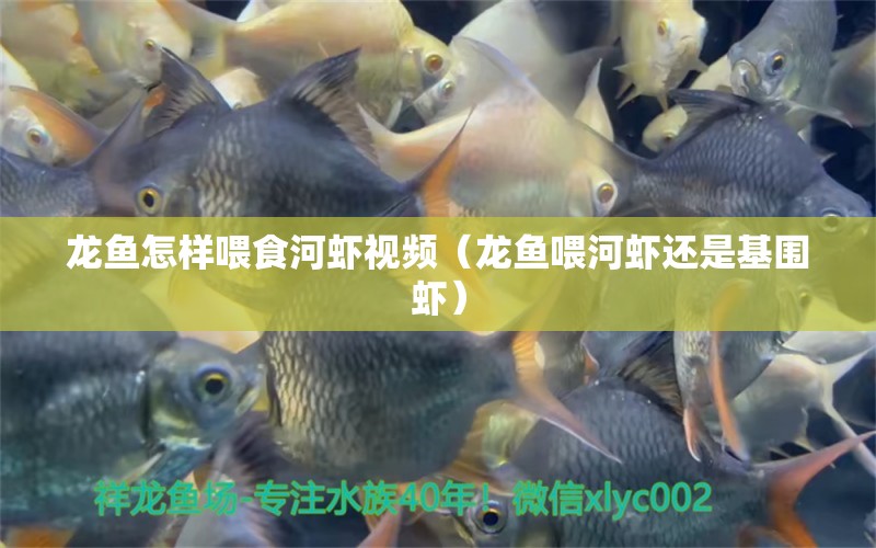 龍魚怎樣喂食河蝦視頻（龍魚喂河蝦還是基圍蝦） 肺魚